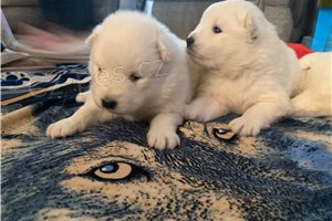 Samoyed �t��ata.