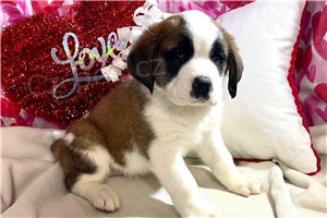 �t��ata svat�ho Bernarda.