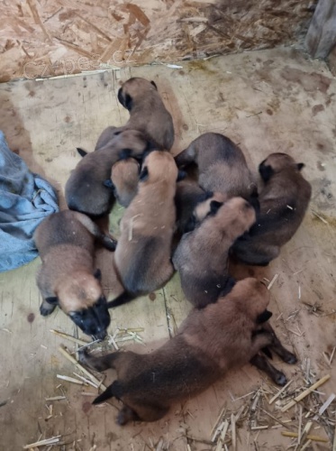 Belgick� ov��k