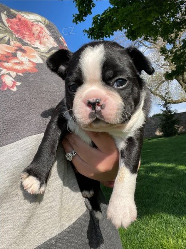 �t��ata bostonsk�ch teri�r� 3***