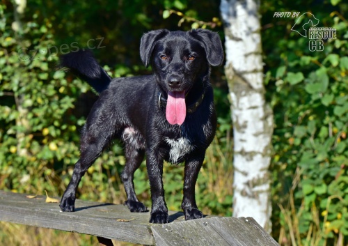 Darujeme opu�t�n�ho k��ence