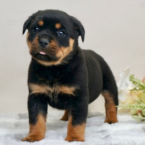 Zdrav� �T��ATA ROTTWEILERA k adopci.