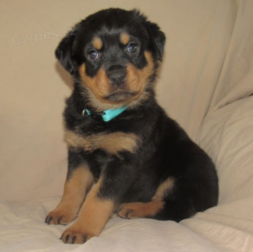 Zdrav� o�kovan� a od�erven� �T��ATA ROTTWEILERA k adopci.
