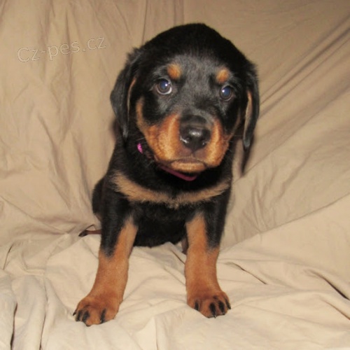 Zdrav� o�kovan� a od�erven� �T��ATA ROTTWEILERA k adopci.
