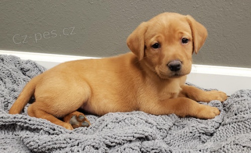 Zdrav� a kr�sn� �t���tka pejska a fenky labradorsk�ho retr�vra k adopci.