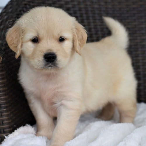 ZDRAV� A O�KOVAN� �t���tka zlat�ho retr�vra k adopci.