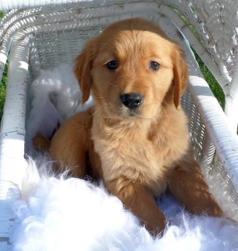 �t��ata zlat�ho retr�vra k adopci.