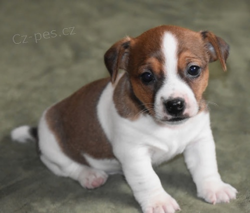 zdrav� �t��ata jack russell teri�ra k adopci