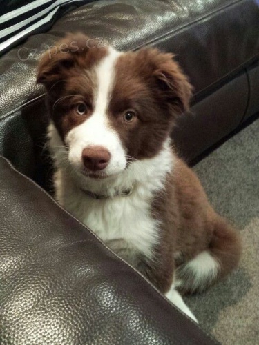 Rozko�n� �t���tka australsk�ho ov��ka k adopci