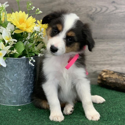 �t���tka australsk�ho ov��ka k adopci