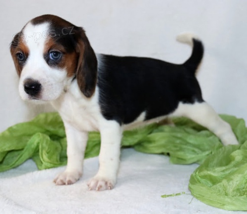 Kr�sn� �t��ata tricolorn�ho b�gla k adopci.