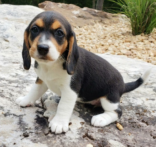 Tricolor o�kovan� �t��ata b�gla k adopci.