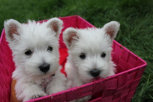 o�kovan� a od�erven� mini �t���tka West Highland White Terriers k adopci