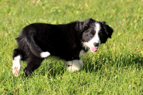 Border kolie �t��ata k dispozici mu� a �ena