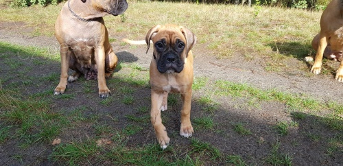 �t��ata boxer� jsou nyn� k dispozici pro adopci