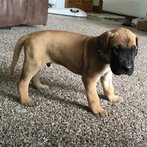 o�kovan� n�meck� doga �t��ata k adopci