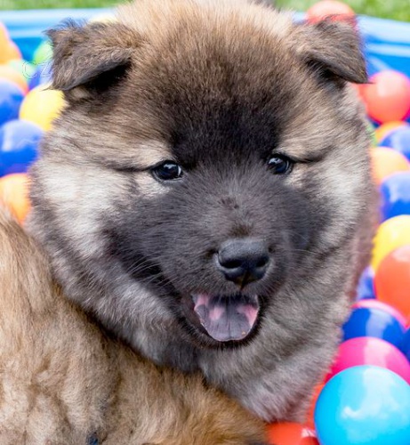 �t��ata Eurasier hrav� a zdrav� �t��ata Eurasier
