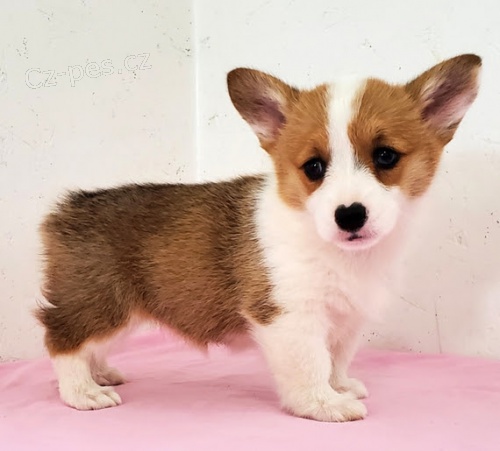o�kovan� �t��ata Pembroke Welsh Corgi k adopci.