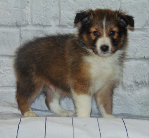 zdrav� a o�kovan� �t��ata sheltie k adopci