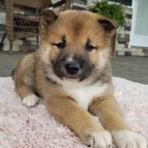 zdrav� a o�kovan� �t��ata SHIBA INU k adopci