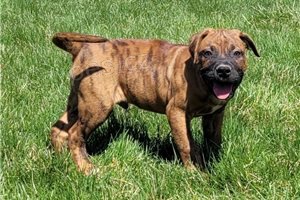 �t��ata americk�ho buldoka.