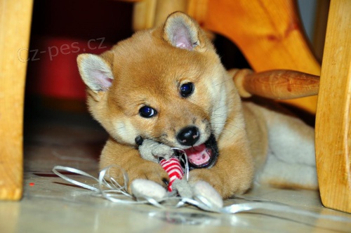 �istokrevn� mal� �t��ata Shiba Inu.