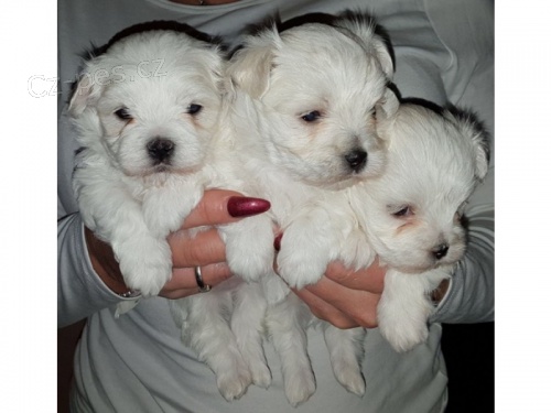 Prod�m Malt�zsk�ho ps�ka