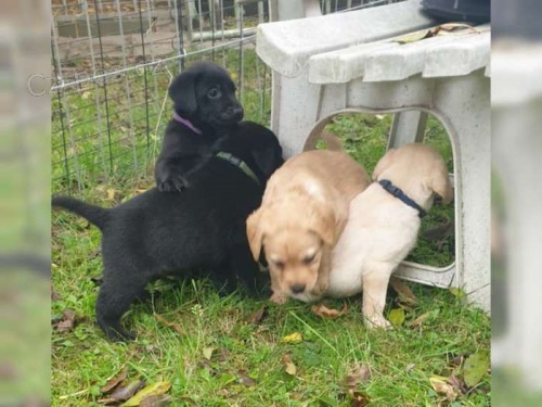 Labradorsk� retr�vr s PP