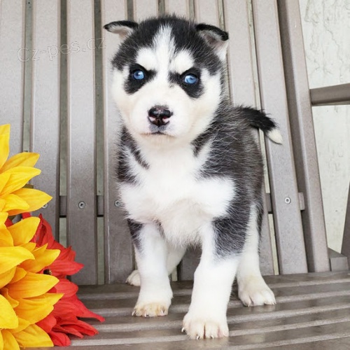 Rozko�n� �t���tka sibi�sk�ho huskyho s kr�sn�ma modr�ma o�ima k adopci. V�echna �t���tka jsou od�erven�, o�kovan� a socializovan�.