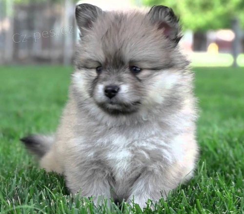 Kr�sn� �t��ata Pomskies k adopci (k��enec sibi�sk�ho a pomeraniana).
