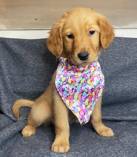 Prod�m �t��ata zlat�ho retr�vra.