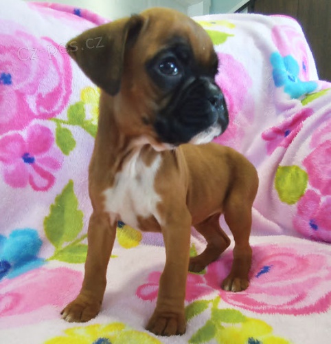 Prod�m kr�sn� �t��ata n�meck�ho boxera