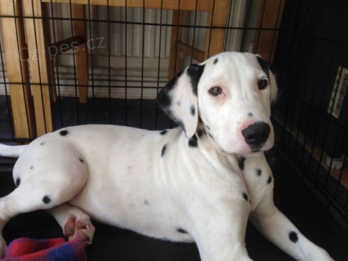 Prod�m kr�sn� a zdrav� o�kovan� �t��ata dalmatin�