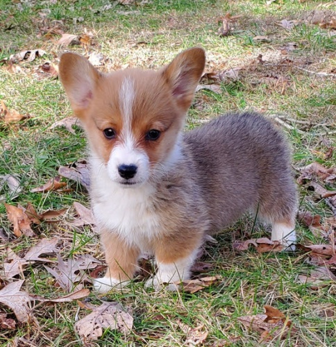 Prod�m �t��ata Pembroke Welsh Corgi.