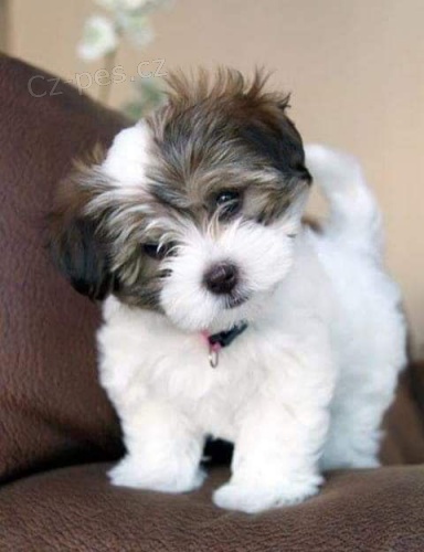 zdrav� �t��ata havanese na prodej.