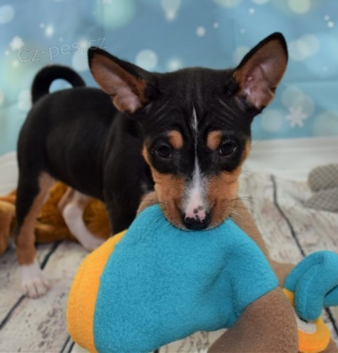 Rozko�n� �t���tka basenji