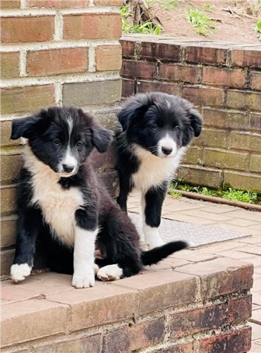 Fantastick� �t��ata border kolie