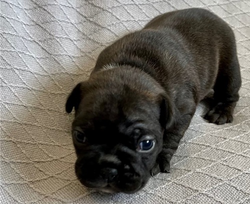 �t��ata francouzsk�ho buldo�ka