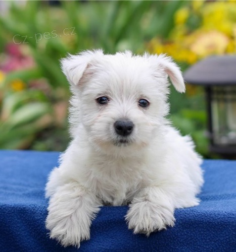 Roztomil� �t���tka West Highland