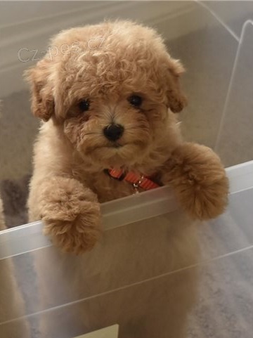 �t��ata toy pudla