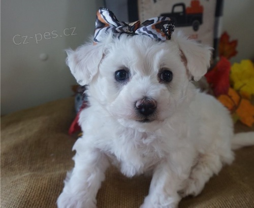 �t��ata Bi�onka