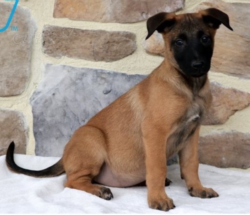 �t��ata Belgick� malinois k dispozici