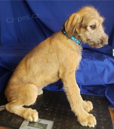 �t��ata Irsk� vlkodav k dispozici