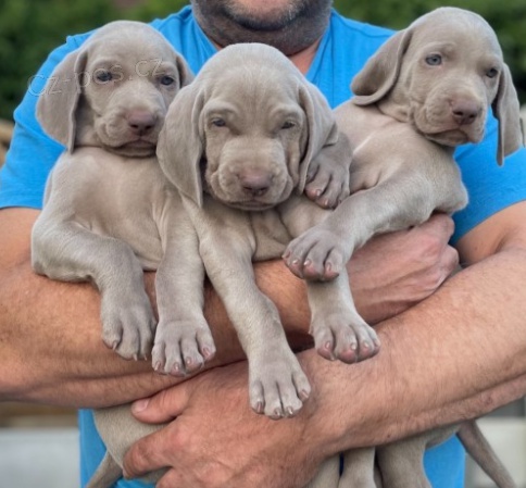 �t��ata V�marsk� oha� k dispozici