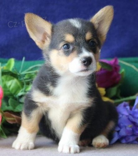 �t��ata Welsh corgi cardigan k dispozici