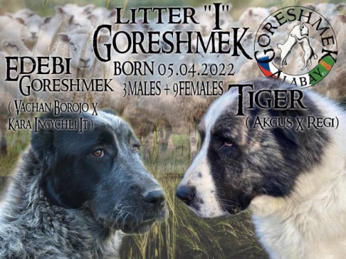 St�edoasijsk� pasteveck� pes - SAO s PP