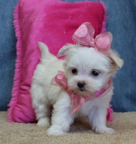 �t���tka malt�z��k�