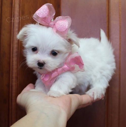 malt�zsk� �t���tka