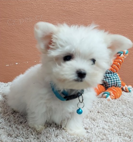 N�dhern� malt�zsk� �t���tka