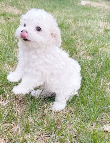 �ist� b�l� malt�zsk� �t��ata